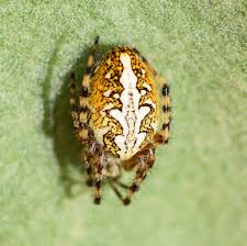 Attēlu rezultāti vaicājumam “Aculepeira ceropegia”