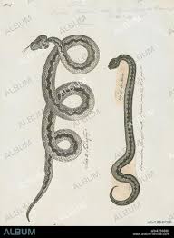 Attēlu rezultāti vaicājumam “Vipera berus”