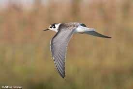 Attēlu rezultāti vaicājumam “Chlidonias niger”