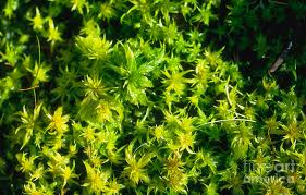 Attēlu rezultāti vaicājumam “Sphagnum squarrosum”