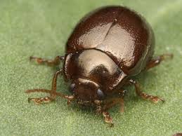 Attēlu rezultāti vaicājumam “Chrysolina staphylaea”