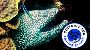 Image result for The London No 1 Diving Club