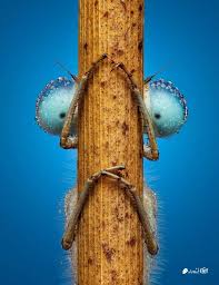 Attēlu rezultāti vaicājumam “Stemonitopsis typhina stalked”