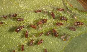 Attēlu rezultāti vaicājumam “Macrosiphoniella absinthii”