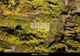 Attēlu rezultāti vaicājumam “Metzgeria violacea”