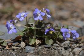 Attēlu rezultāti vaicājumam “Viola rupestris”