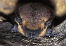 Attēlu rezultāti vaicājumam “Eptesicus serotinus”