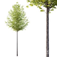 Attēlu rezultāti vaicājumam “Tilia platyphyllos subsp. platyphyllos”