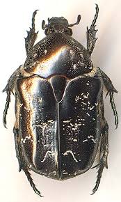 Attēlu rezultāti vaicājumam “Liocola lugubris”