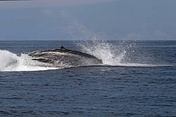 Image result for Balaenoptera omurai