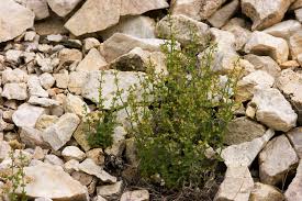 Attēlu rezultāti vaicājumam “Rubiaceae”