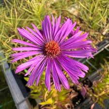 Image result for Aster novae-angliae