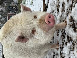 Bildresultat för pigs