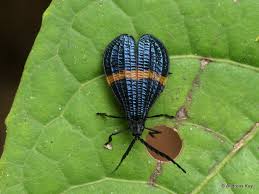 Attēlu rezultāti vaicājumam “Lycidae”