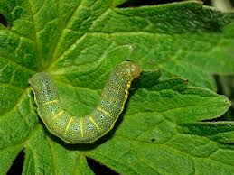 Attēlu rezultāti vaicājumam “Lacanobia oleracea”