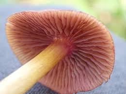 Attēlu rezultāti vaicājumam “Mycena”