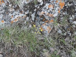 Attēlu rezultāti vaicājumam “Draba nemorosa fruit”