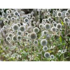Image result for Echinops spaerocephalus