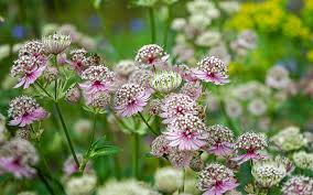 Attēlu rezultāti vaicājumam “Astrantia major leaf”