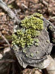 Attēlu rezultāti vaicājumam “Vulpicida pinastri”