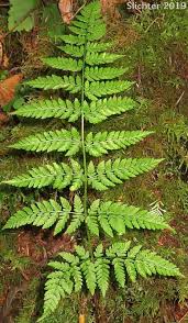 Attēlu rezultāti vaicājumam “Dryopteris expansa”