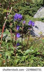 Attēlu rezultāti vaicājumam “Campanula cervicaria”
