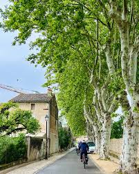 Image result for Sycamore Ttc