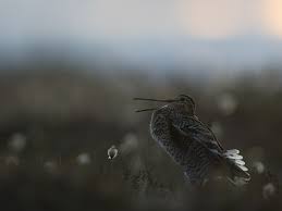 Image result for Gallinago media