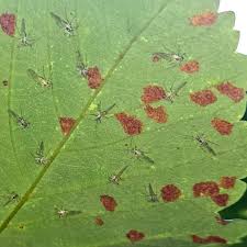 Attēlu rezultāti vaicājumam “Drepanosiphum platanoidis exuvia”