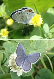 Attēlu rezultāti vaicājumam “Everes argiades underside”