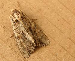 Attēlu rezultāti vaicājumam “Apamea monoglypha”