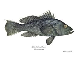 Image result for Centropristis striata