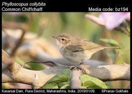 Attēlu rezultāti vaicājumam “Phylloscopus collybita”