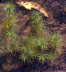 Attēlu rezultāti vaicājumam “Najadaceae”