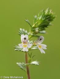 Image result for Euphrasia stricta