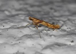 Attēlu rezultāti vaicājumam “Caloptilia hemidactylella”