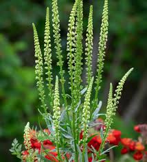 Image result for Reseda luteola