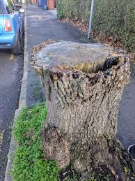 Attēlu rezultāti vaicājumam “Comatricha laxa young”