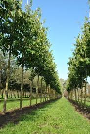 Attēlu rezultāti vaicājumam “Euura pedunculi”