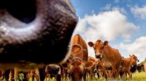 Image result for ganado bovino