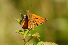 Attēlu rezultāti vaicājumam “Ochlodes sylvanus underside”