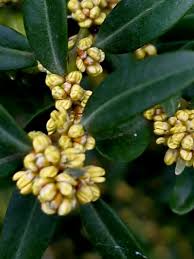 Attēlu rezultāti vaicājumam “Buxus sempervirens flower”