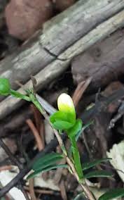 Attēlu rezultāti vaicājumam “Oxycoccus bud”