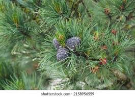 Attēlu rezultāti vaicājumam “Pinus sylvestris fruit”