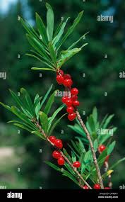 Attēlu rezultāti vaicājumam “Daphne mezereum fruit”