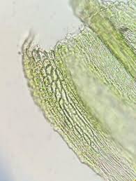 Attēlu rezultāti vaicājumam “Brachythecium”