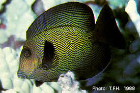 Image result for Ctenochaetus hawaiiensis