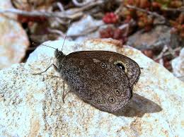 Attēlu rezultāti vaicājumam “Lasiommata petropolitana upperside”