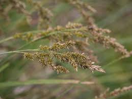 Attēlu rezultāti vaicājumam “Carex paniculata”