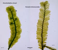 Attēlu rezultāti vaicājumam “Homalia trichomanoides”
